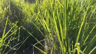 Plantando  feijão 
