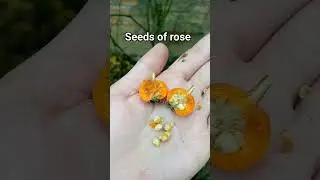 seeds of rose 🌹#rose#seed