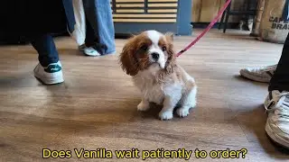 Vanilla, the Cavalier King Charles puppy, goes to the café for the first time ☕️