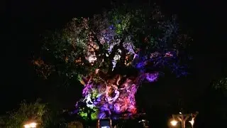 Tree of Life Awakenings - Projections at Disney's Animal Kingdom