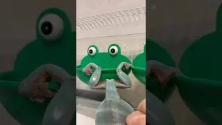 犬神家の指食うカエル #イエアメガエル #カエル #frog #かわいい #cute