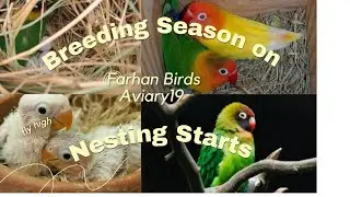 Breeding Season started lovebirds 2023 / 2024 | nesting materials #bird