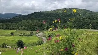 Cosmos Valley,Manipur🌸🌸