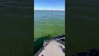 CRAZY algae bloom!!!