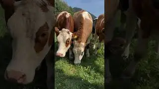 Avusturya&rsquo;da İnekler B&ouml;yle Yaşıyor! Doğayla İ&ccedil; İ&ccedil;e Bir Yaşam