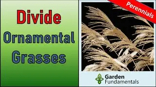 Dividing and Rejuvenating Ornamental Grasses 🌾🔥🌠 Dealing with a large Miscanthus clump