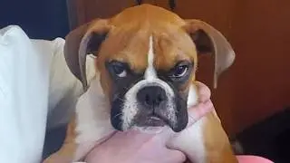 The FUNNY PUPPIES on the Planet! 🌍🤣 Funny Animals Video