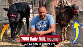 🥛Doodh Se Daily 7000 income Aur Lakhon Ke Bachray Bhi 🐮💰