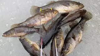 Ловля ротана ночью#fishing