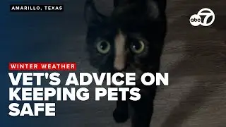 Protect your pets from winter's chill: vet's advice on keeping them safe