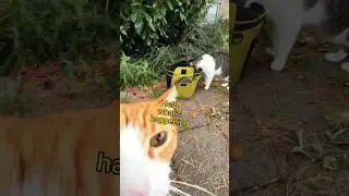 Bicycle Cat Adventures Part 6 - Was It All A Dream?!