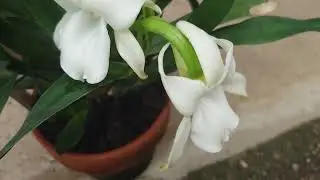 Angcm. magdalenae開花