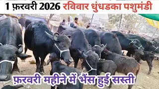 1 फ़रवरी 2026 रविवार धुंधडका पशुमंडी जिला मंदसौर || #धुंधडका_पशु_हाट #dairyyatrauday #धुंधडका  ||