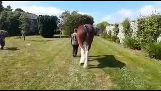 Collessie First Choice 3year old