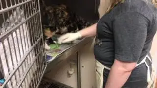Sundae's Cat Pawsitive Training!