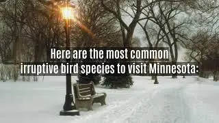 Irruptive species that may visit Minnesota