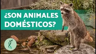 &iquest;D&oacute;nde VIVEN los MAPACHES? 🦝 (Caracter&iacute;sticas, H&aacute;bitat y Comportamiento Mapache)