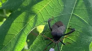 Bad Bugs for The Garden