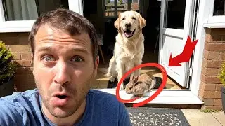 Pets Have Found Friends in the Forest. Their Owners React 