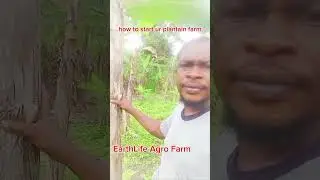 plantain Farming the mmm money making machine....