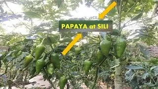 v45: Intercropping Papaya with vegetables to maximize space and Income