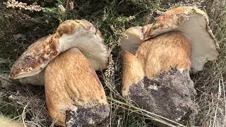 BOLETUS AEREUS GRANDES XXL, y BOLETUS EDULIS 12/10/2020, entre los brezos. King Bolete, Funghi,