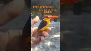 #birds#beautifull bird