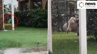 Cow hides in backyard during Australian floods