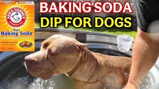 Want a Healthy Dog Coat? Try Baking Soda Bath