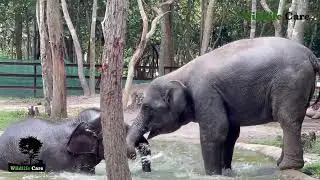 Romdul and Champha Elephant Are The Best Pair In Phnom Tamao Zoo | Wildlife_Care_0134