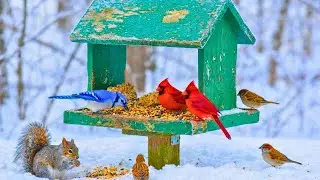 🔴 LIVE Cozy Winter Bird Feeder Cam ❄️ Juncos, Woodpeckers | Calm & Sleep & Relax