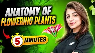 Anatomy of Flowering Plants in 5 Minutes | Class 11 Biology | Quick Revision | Tina Ma'am