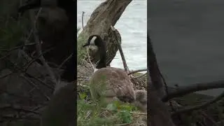 Mental Refresh With Goose Family On The Susquehanna River