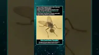 The Creepy Reason Flies Keep Moving After Injury