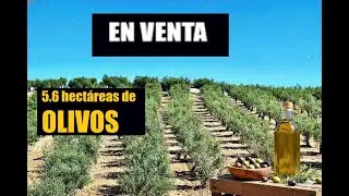 EN VENTA ,La finca de olivos perfecta para tu autonom&iacute;a total.