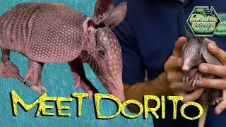 Armadillo's Are Quite Amazing
