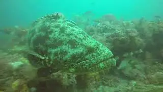 Walker Dive Charter