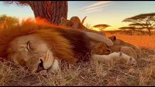 Peaceful Sleep Music with a Lion Family Resting Together 🦁🌙