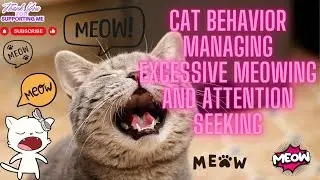 Cat Behavior Managing Excessive Meowing and Attent