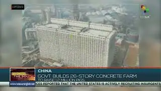 China constructs a building for pig breeding