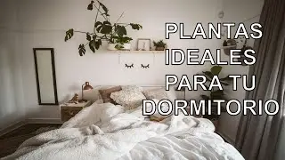 5  Plantas IDEALES para Tu Dormitorio #plantas #decoration #decoraconplantas #hogar #flores