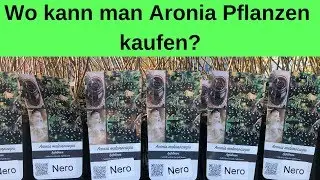 Wo kann man Aronia Pflanzen kaufen? - Sonderpreise f&uuml;r unsere Kunden