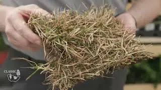 Why is my new sod brown?