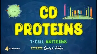 T-Cell Antigens - CD Proteins