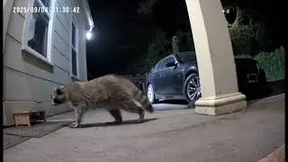 Late night Visitors