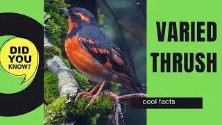 varied thrush facts 🦜