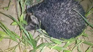 Jhaoo chooha/jhahu chuha/tanrec/where rat/hedgehog