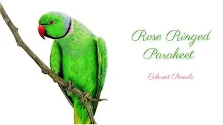 How to draw a Parakeet with Colored Pencils/ Realistic bird with colored pencils