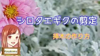 シロタエギクの剪定～シルバーリーフ🌱寄せ植えの名脇役