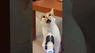 Cat Jump Fails + Meows = Comedy Gold! 🐾